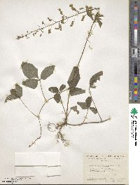 Desmodium axillare image