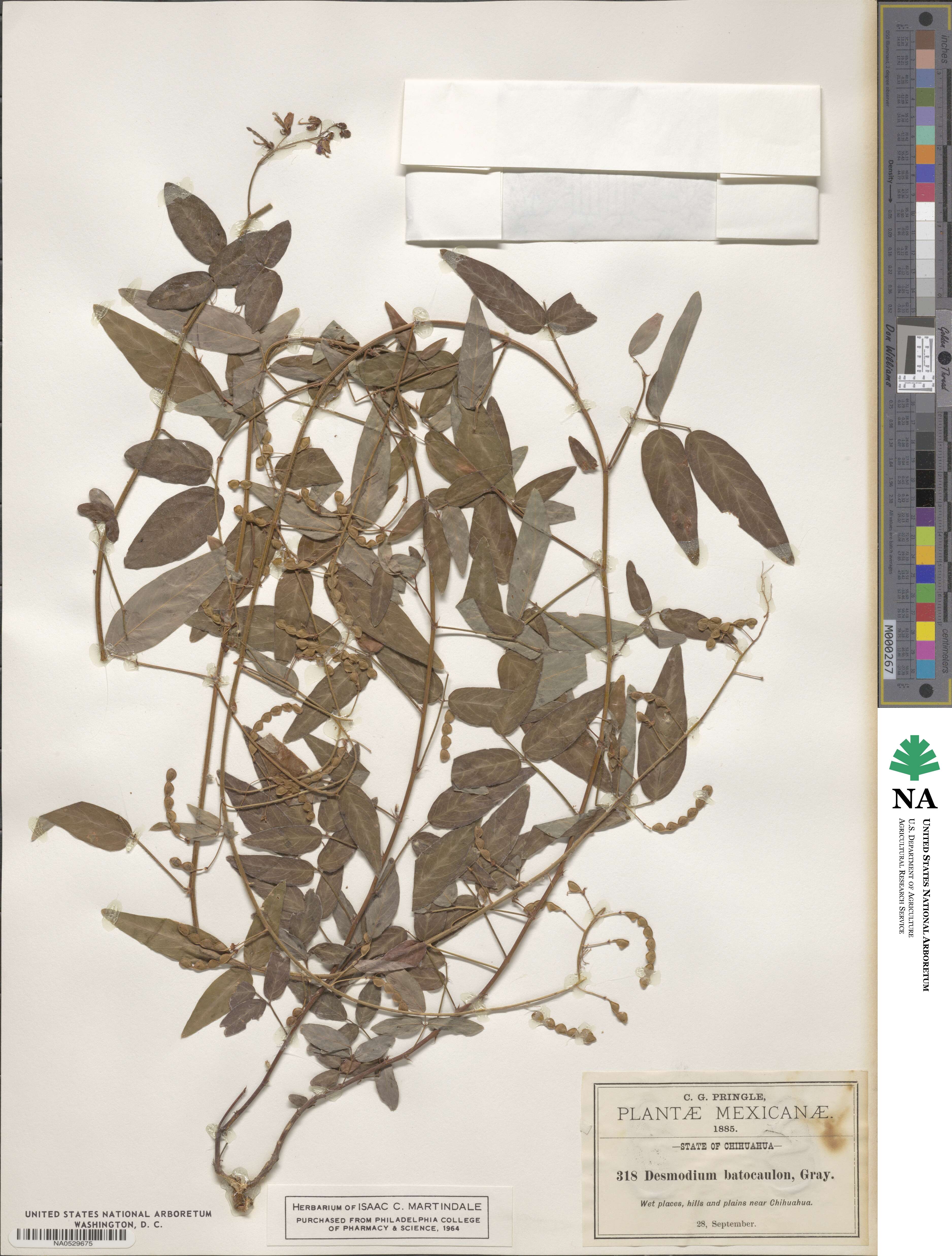 Desmodium batocaulon image