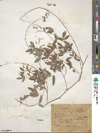 Desmodium batocaulon image