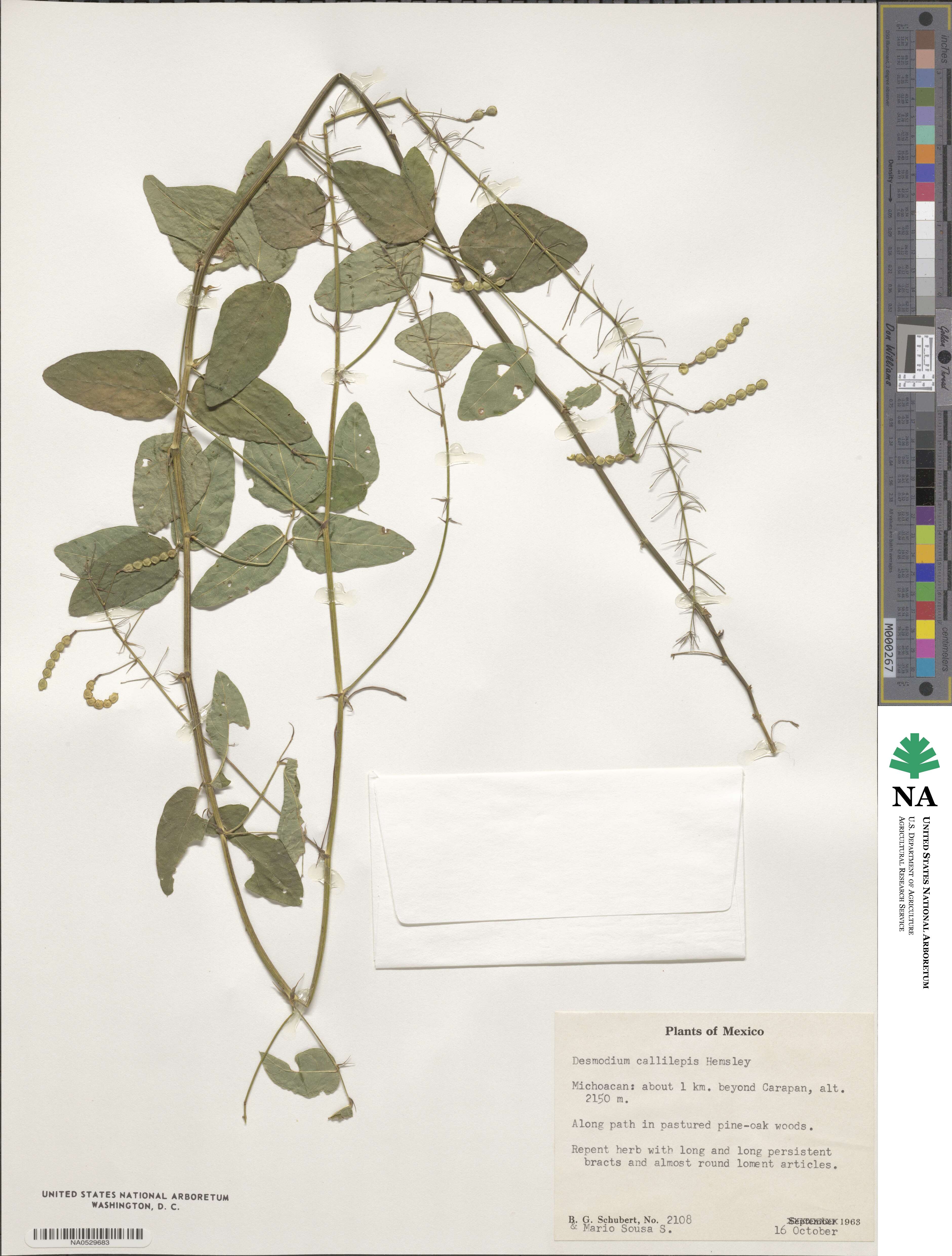 Desmodium callilepis image