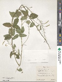 Desmodium callilepis image