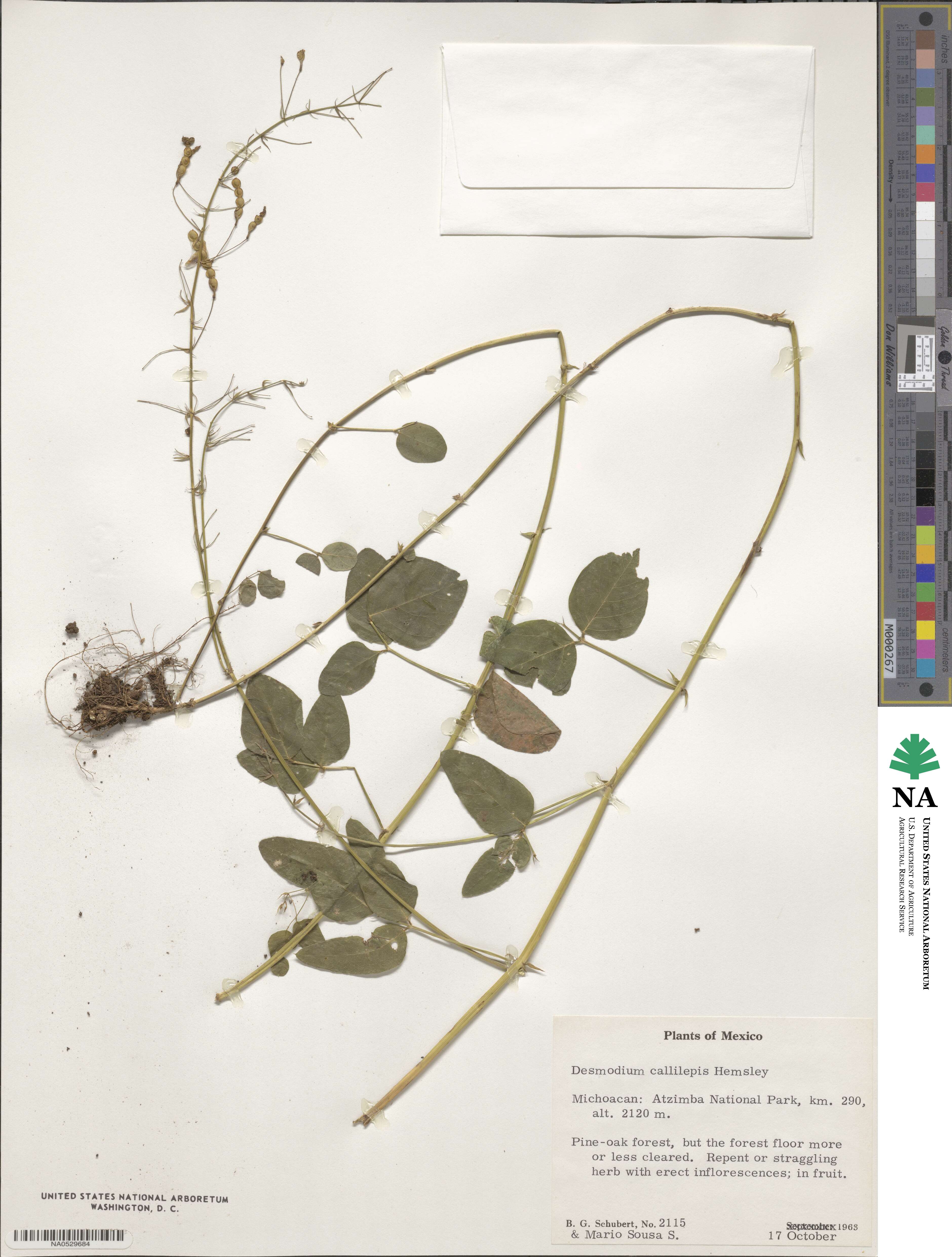 Desmodium callilepis image