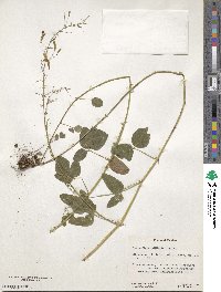 Desmodium callilepis image