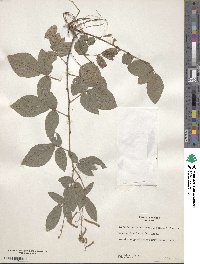 Desmodium incanum image