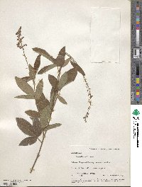 Desmodium incanum image