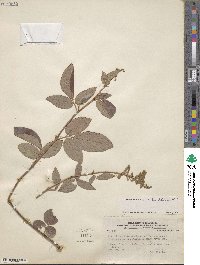 Desmodium incanum image