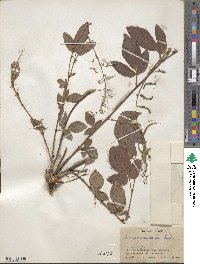 Desmodium incanum image