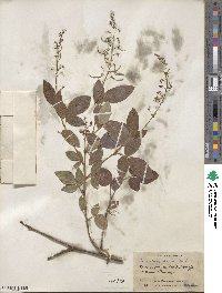 Desmodium incanum image