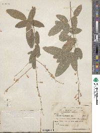 Desmodium cinerascens image