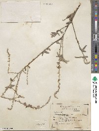 Desmodium cinerascens image