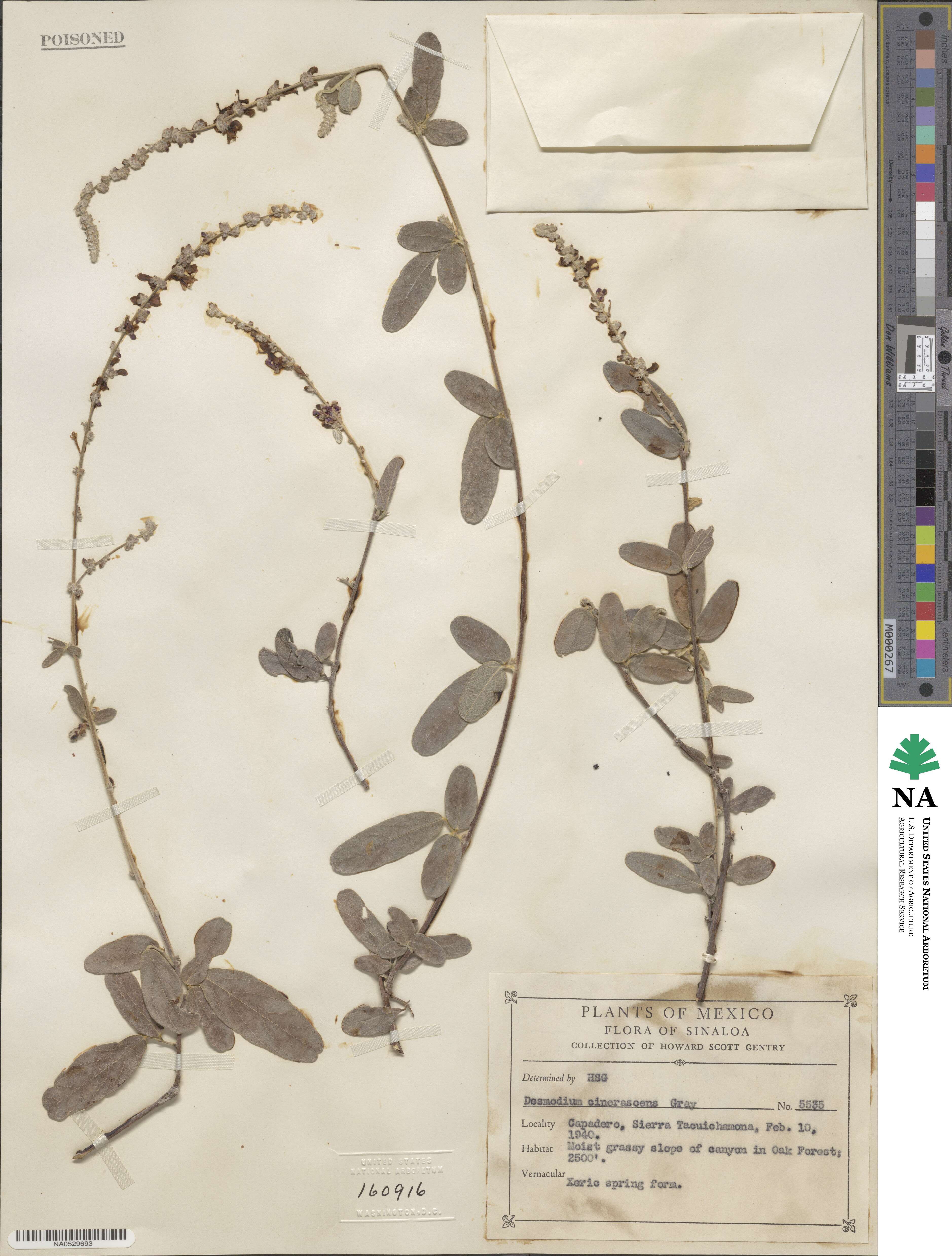 Desmodium cinerascens image