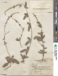 Desmodium cinerascens image