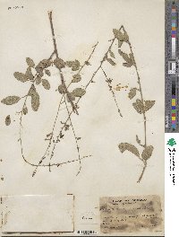 Desmodium cinerascens image