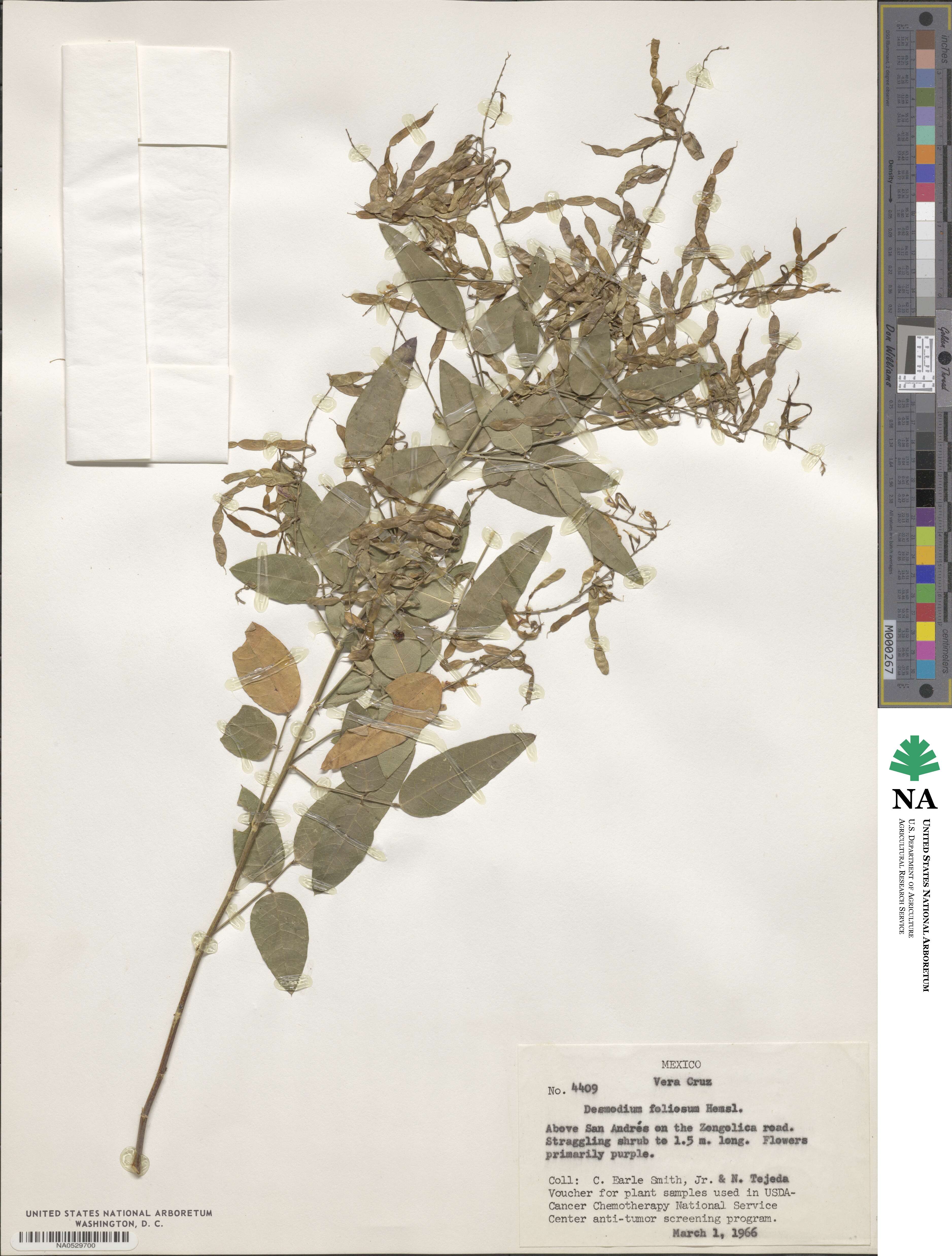 Desmodium foliosum image