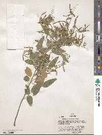 Image of Desmodium foliosum