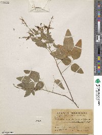 Desmodium foliosum image