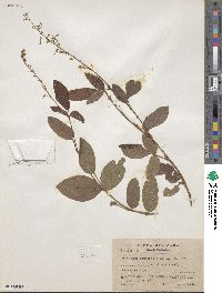 Desmodium incanum image