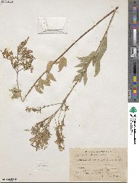 Desmodium incanum image