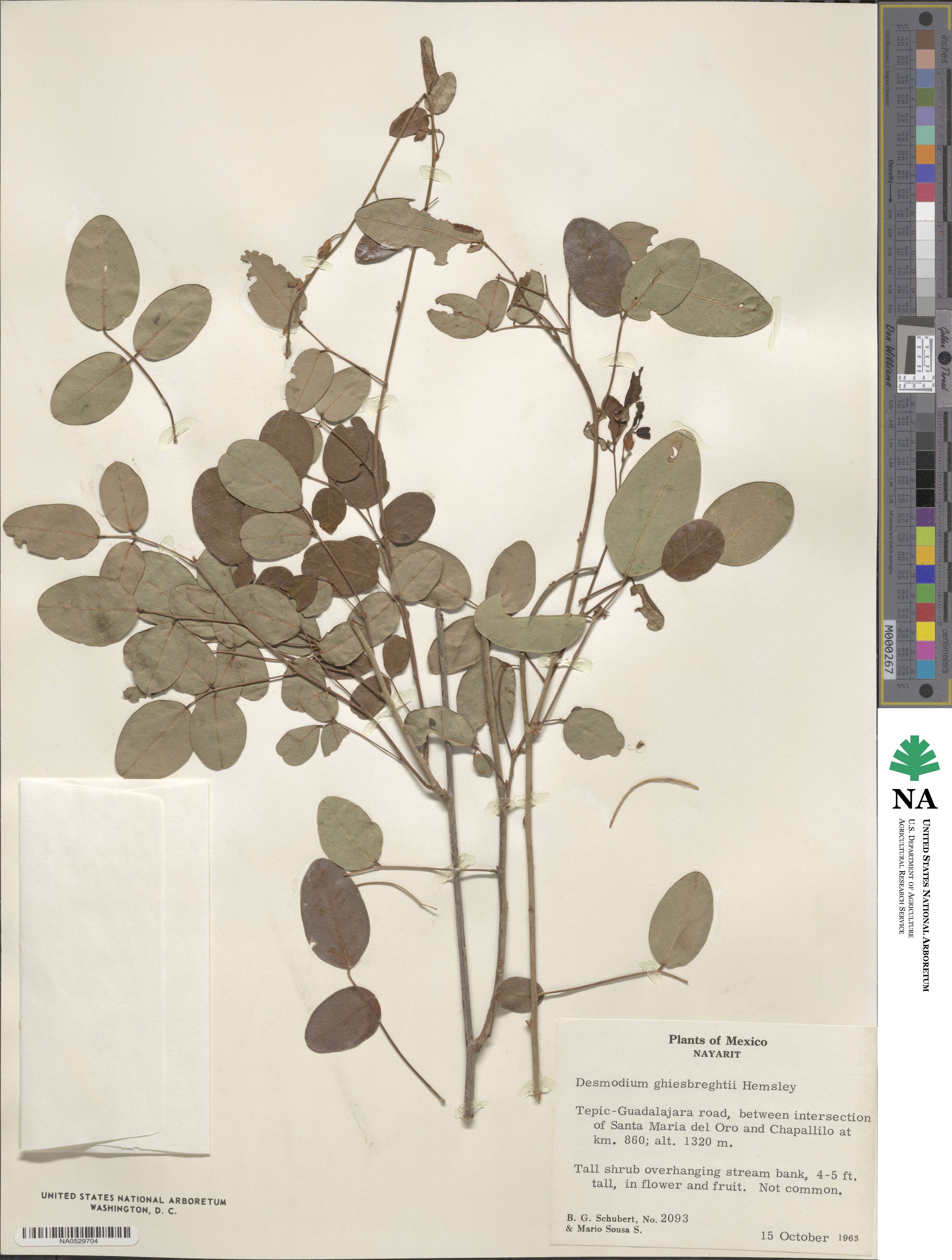 Desmodium ghiesbreghtii image