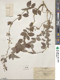 Desmodium ghiesbreghtii image