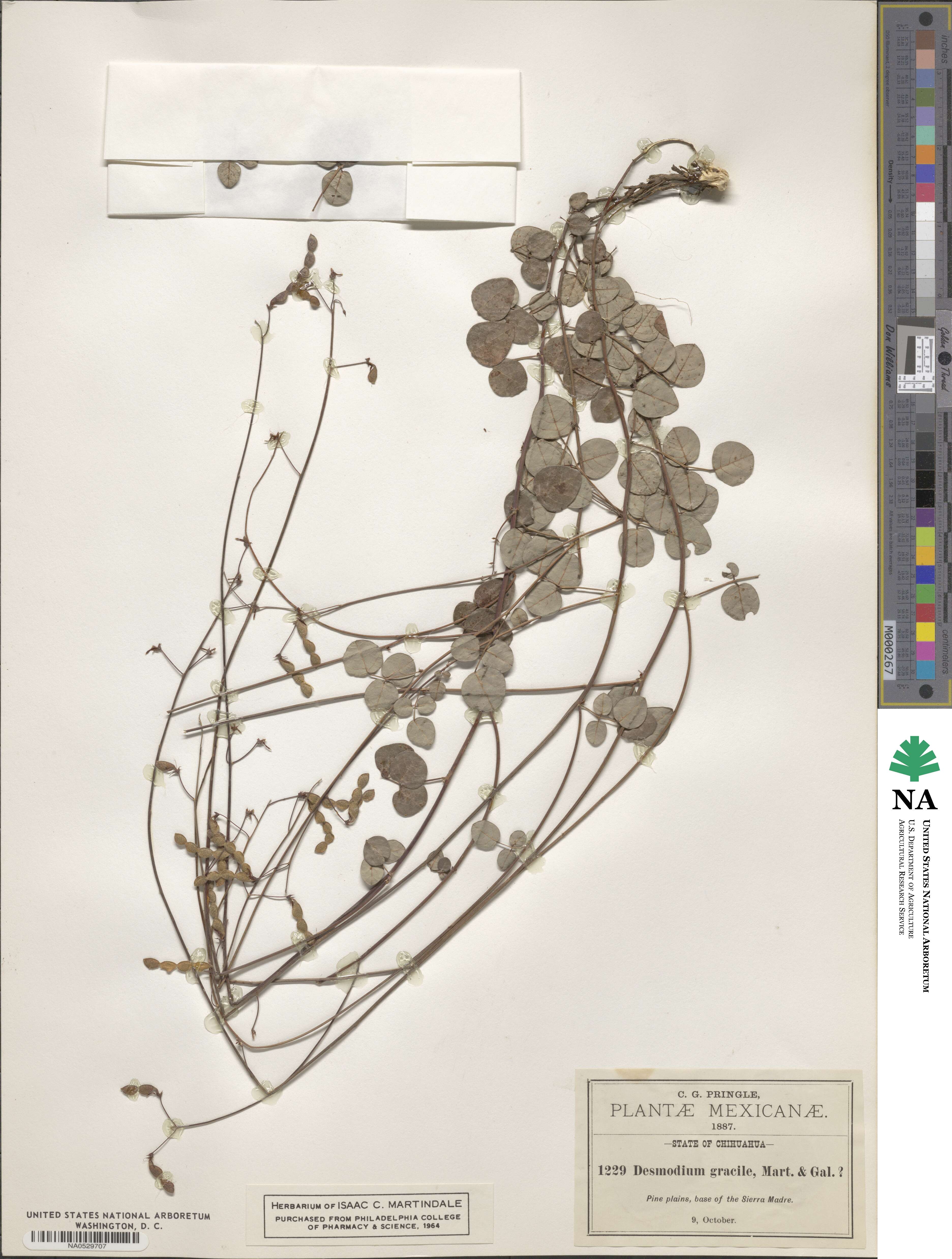 Desmodium gracile image