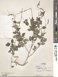 Desmodium grahamii image