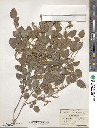 Desmodium grahamii image