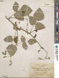 Image of Desmodium infractum