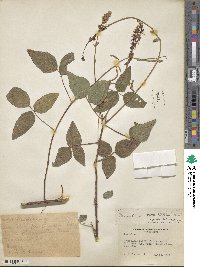 Desmodium intortum image