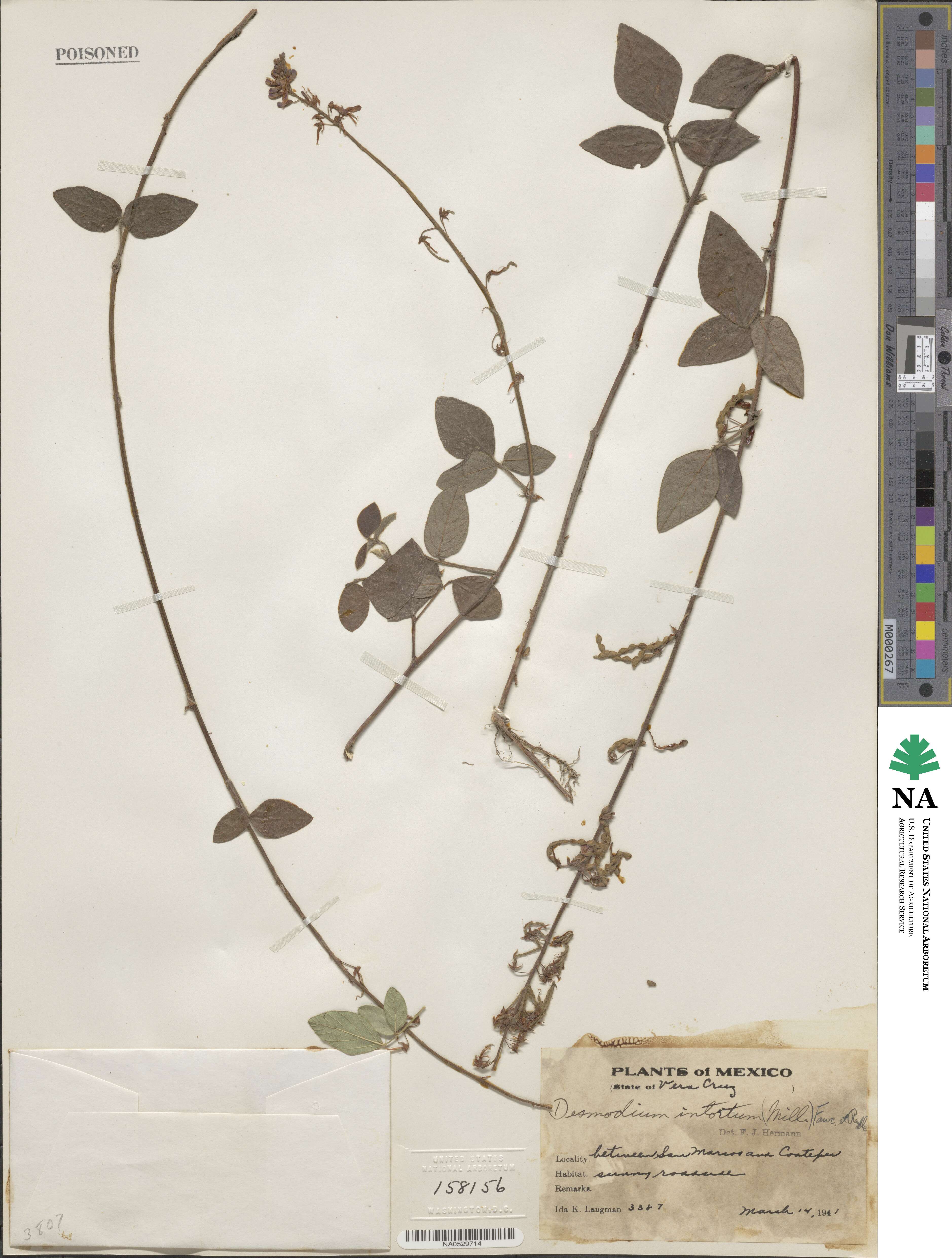 Desmodium intortum image