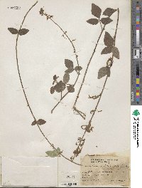 Desmodium intortum image