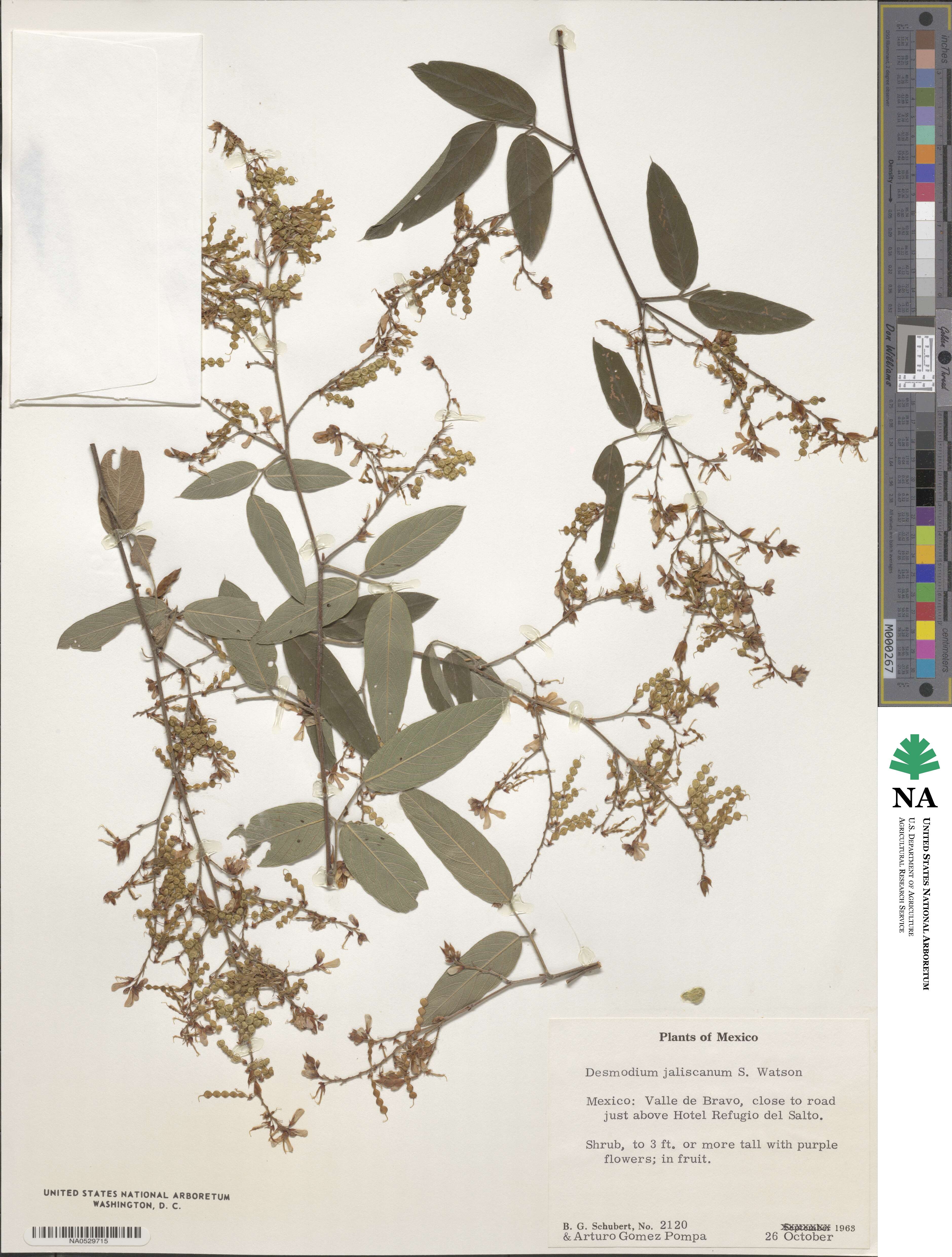 Desmodium jaliscanum image