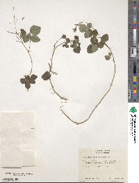 Image of Desmodium leptoclados