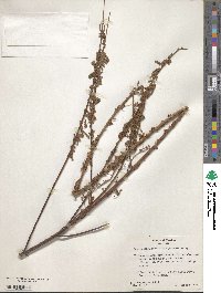 Image of Desmodium macrostachyum