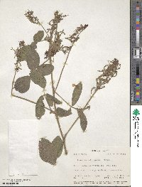 Desmodium maxonii image