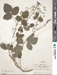 Image of Desmodium molliculum