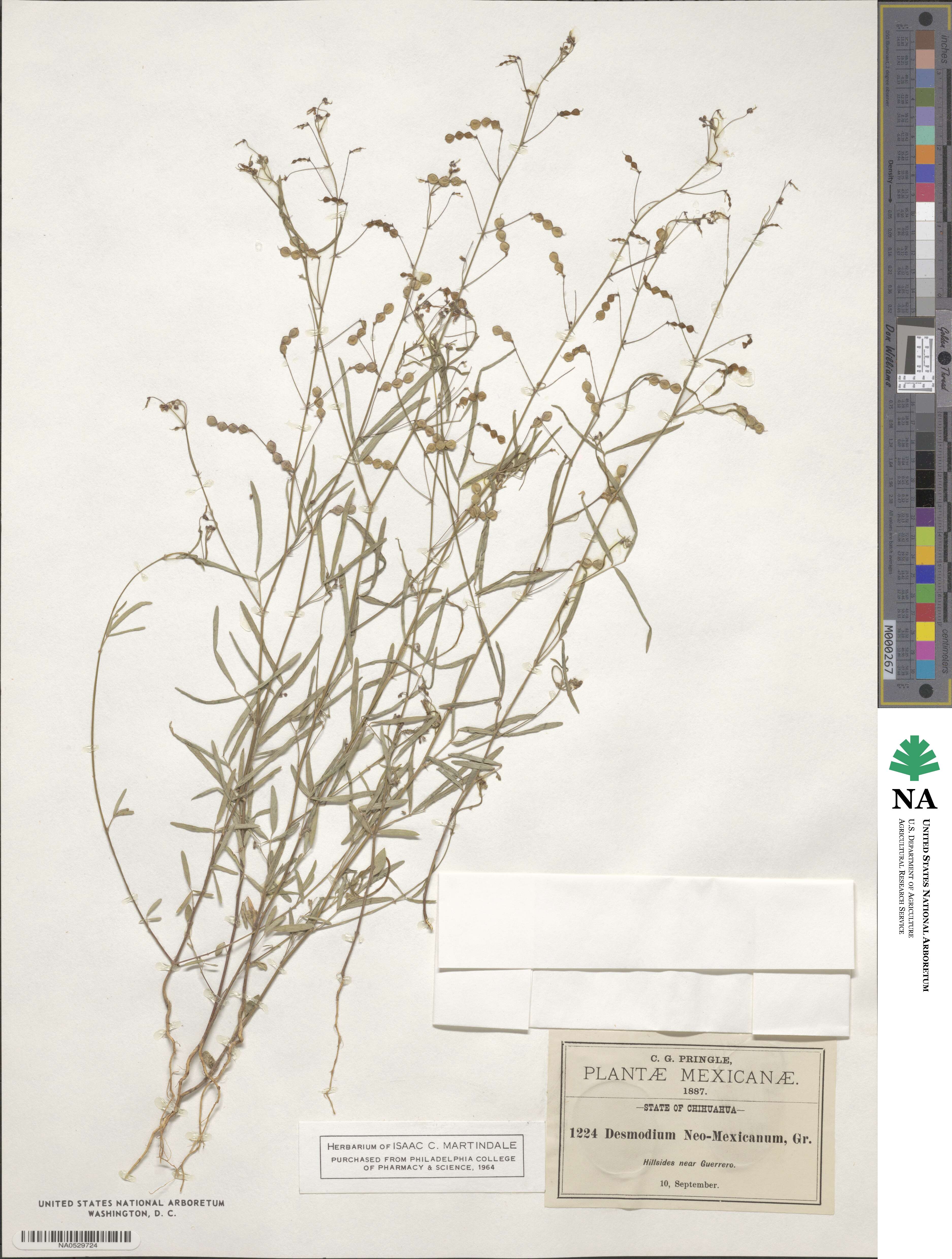 Desmodium procumbens image