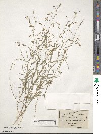 Desmodium procumbens image