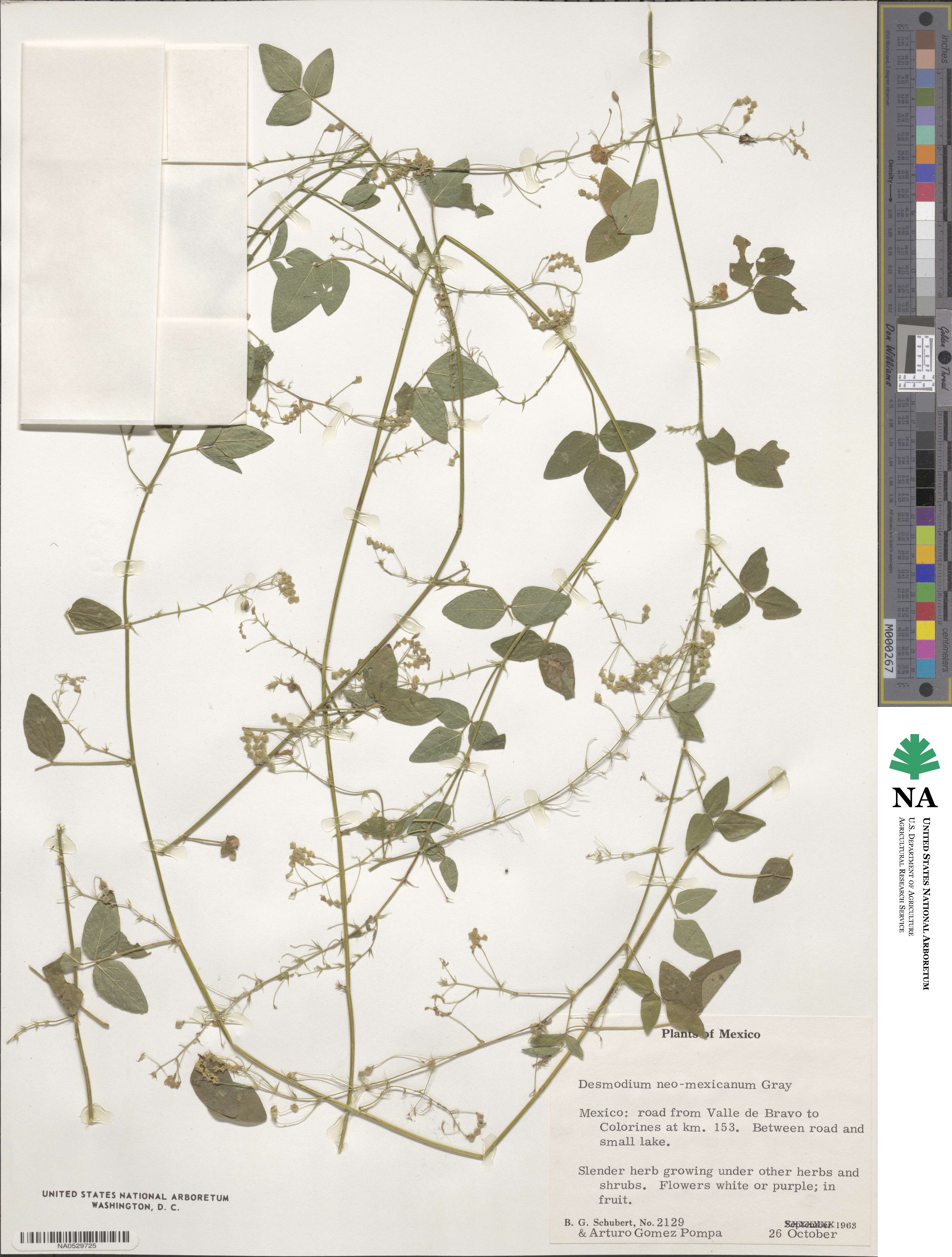Desmodium procumbens image