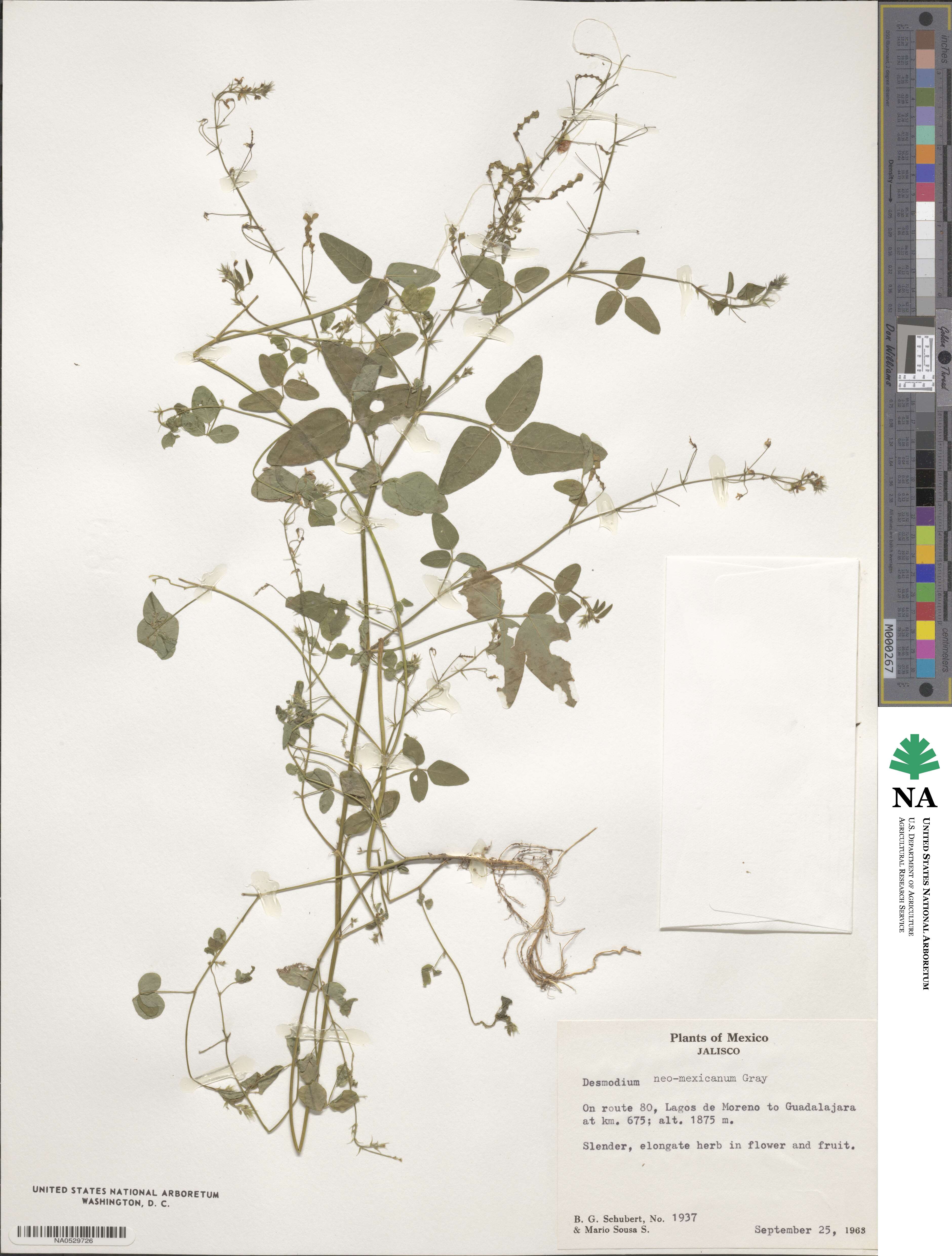 Desmodium procumbens image