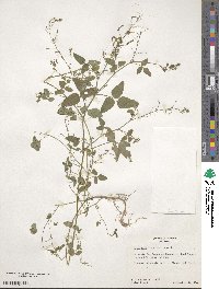 Desmodium procumbens image