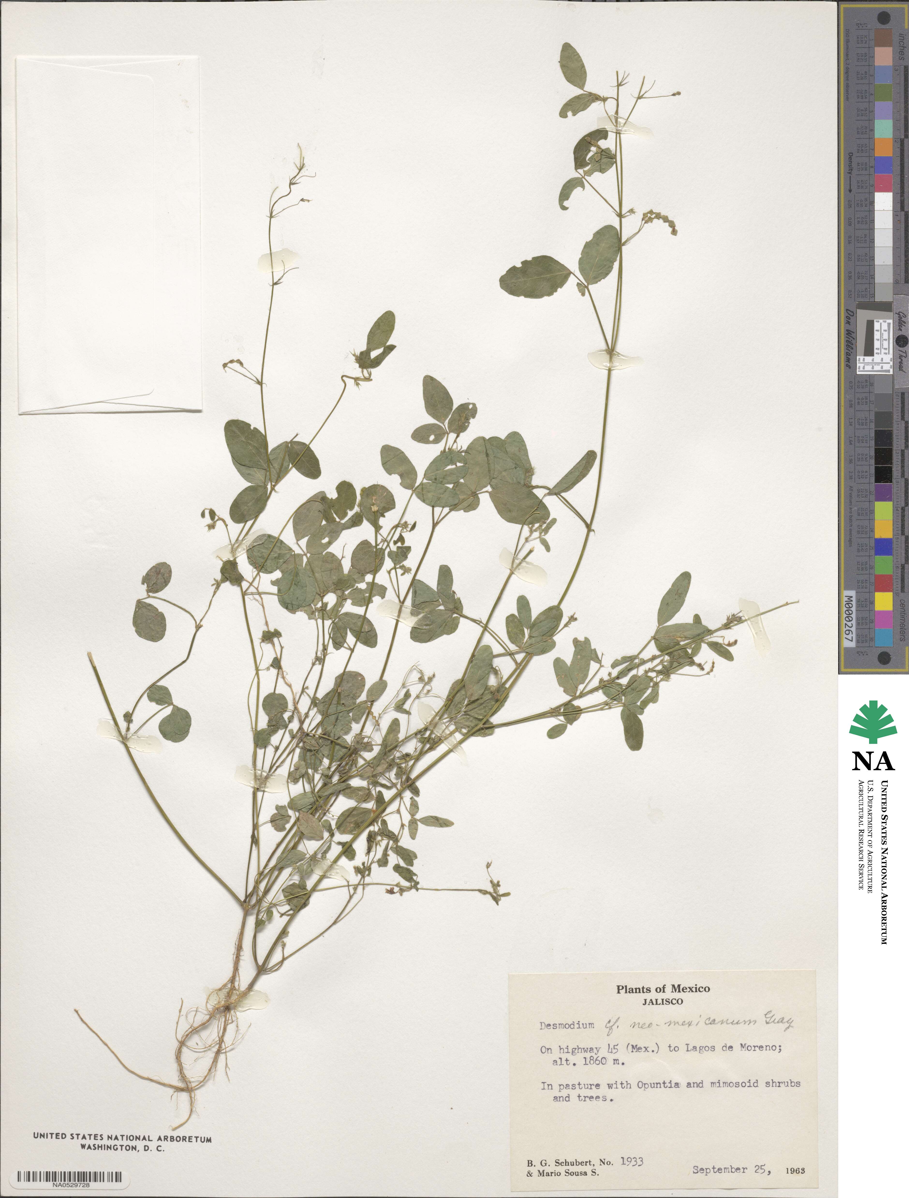 Desmodium procumbens image