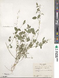 Desmodium procumbens image