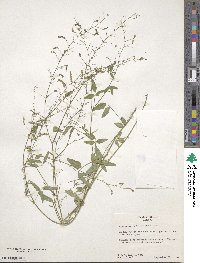 Desmodium procumbens image