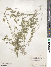 Desmodium procumbens var. neomexicanum image