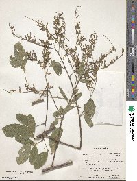 Image of Desmodium nicaraguense