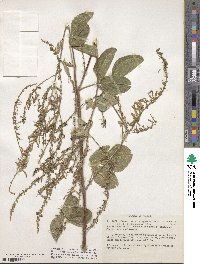 Desmodium nicaraguense image