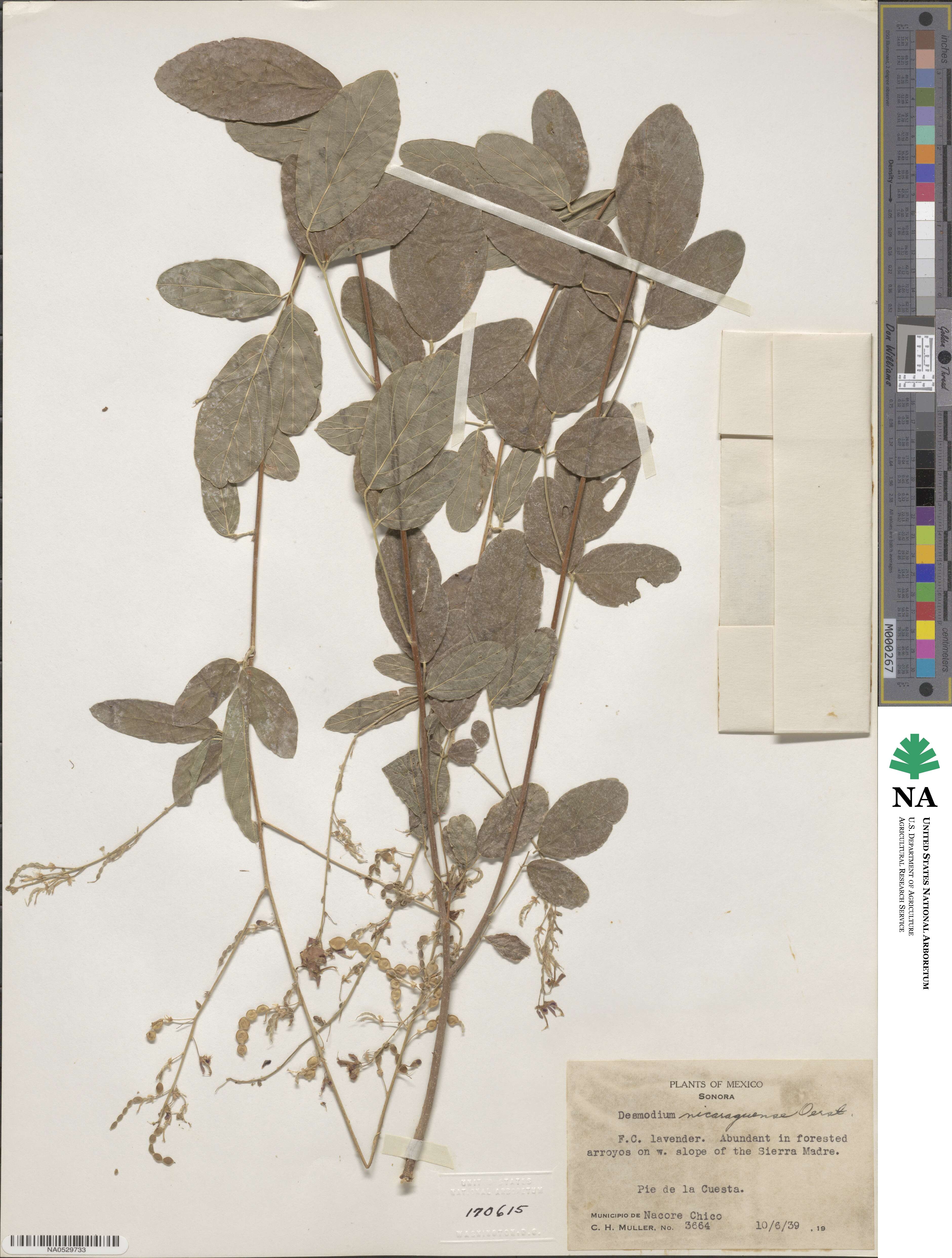 Desmodium nicaraguense image