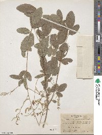 Desmodium nicaraguense image