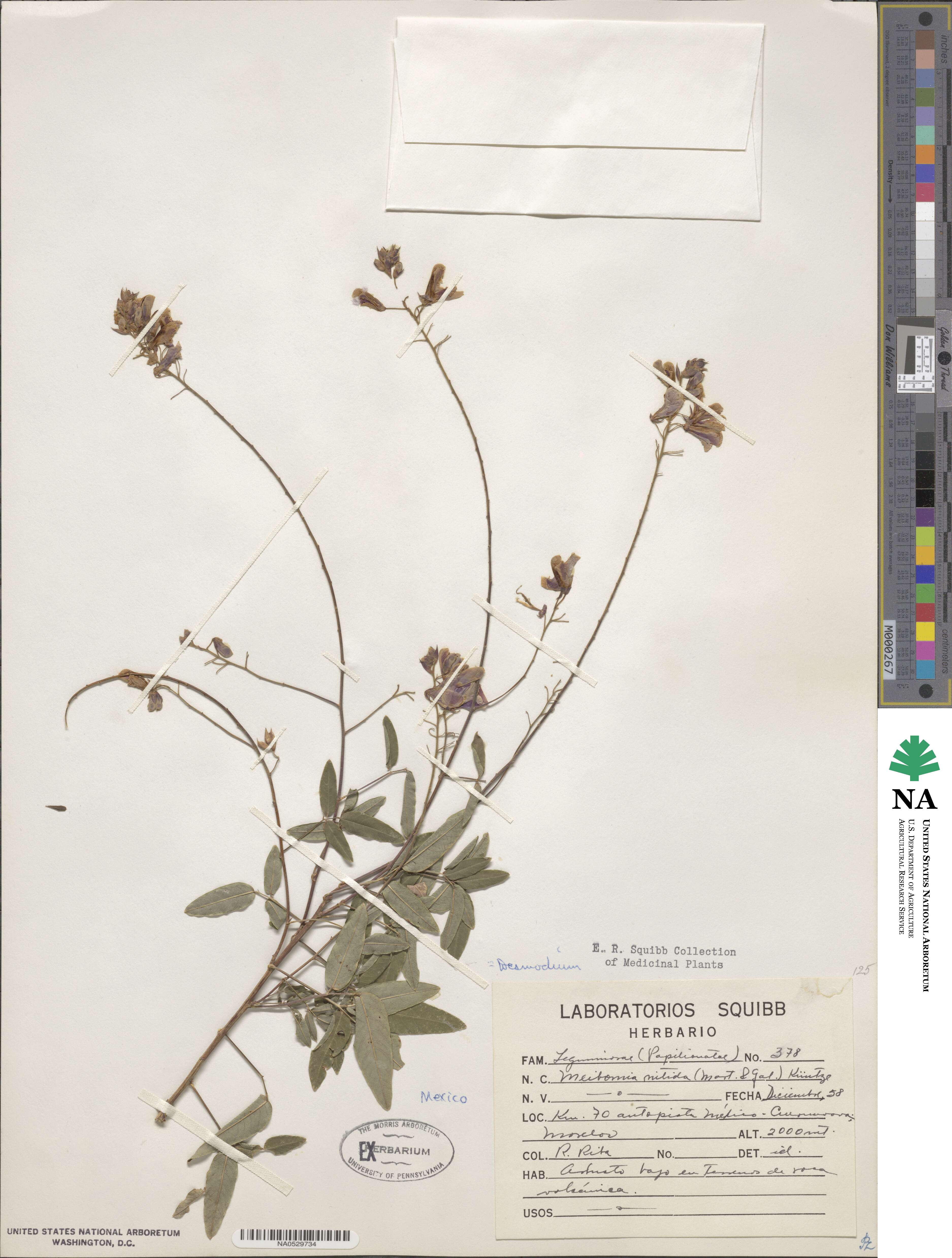 Desmodium nitidum image